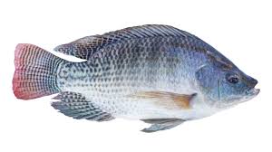 Frozen Tilapia (500 - 800) 5Kg Box