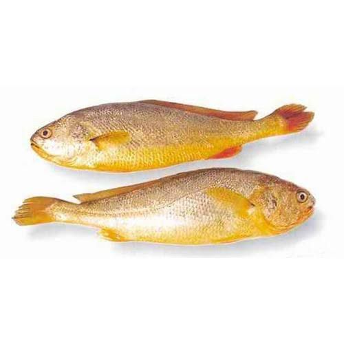 Yellow Croaker 5kg